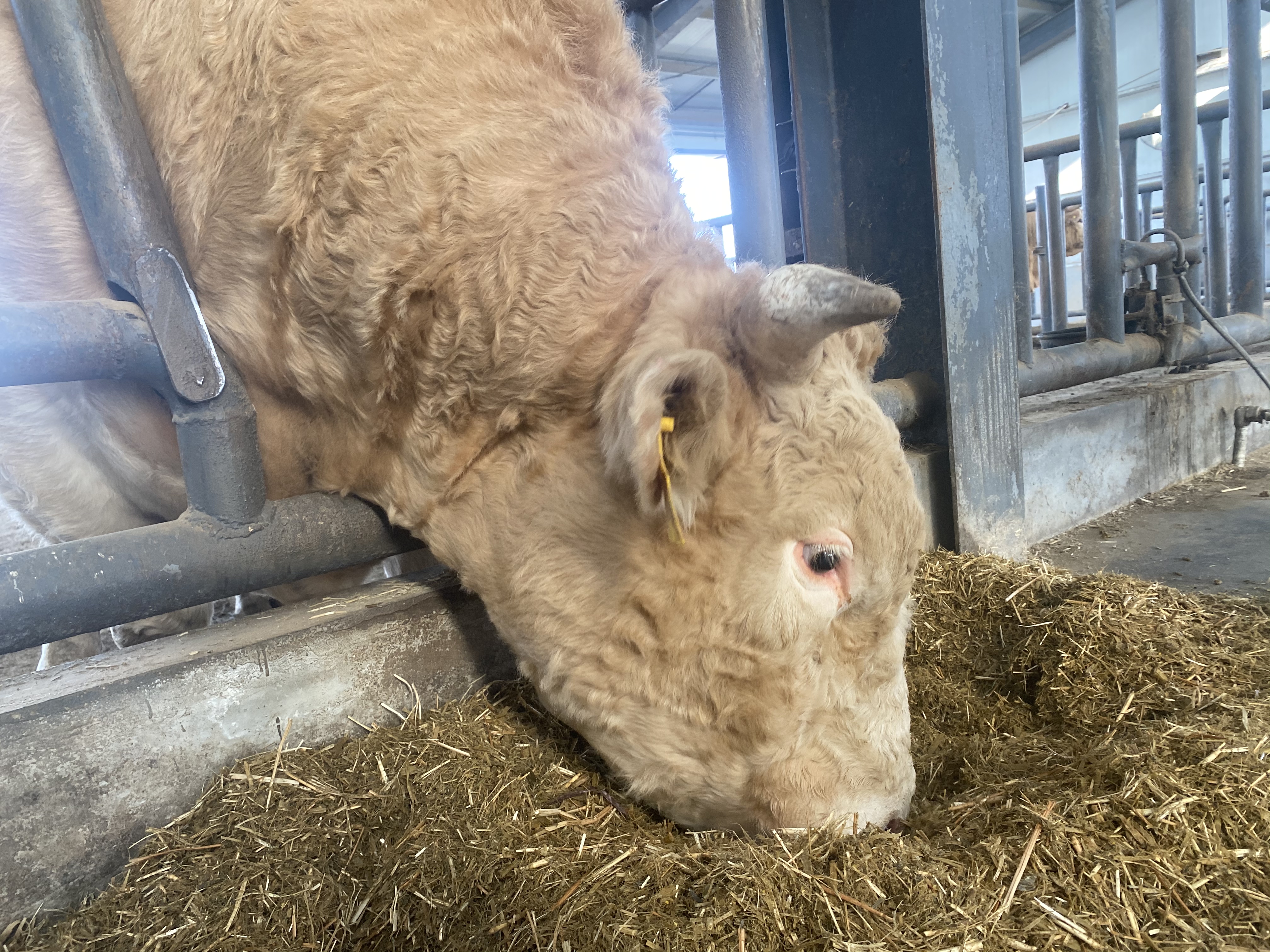 记者一线看创建驻马店泌阳夏南牛最重14吨看完生活环境其它牛都慕了