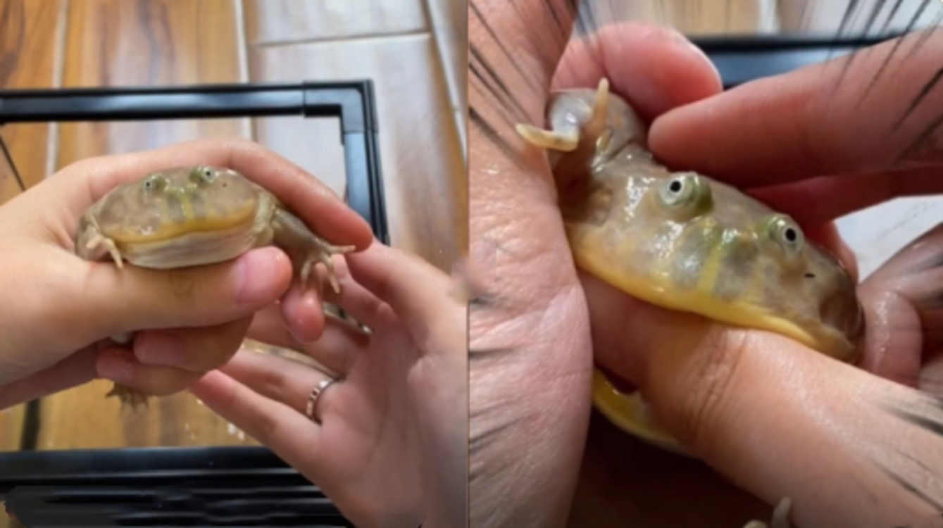 青蛙有牙齿女子逗宠物青蛙被咬出血