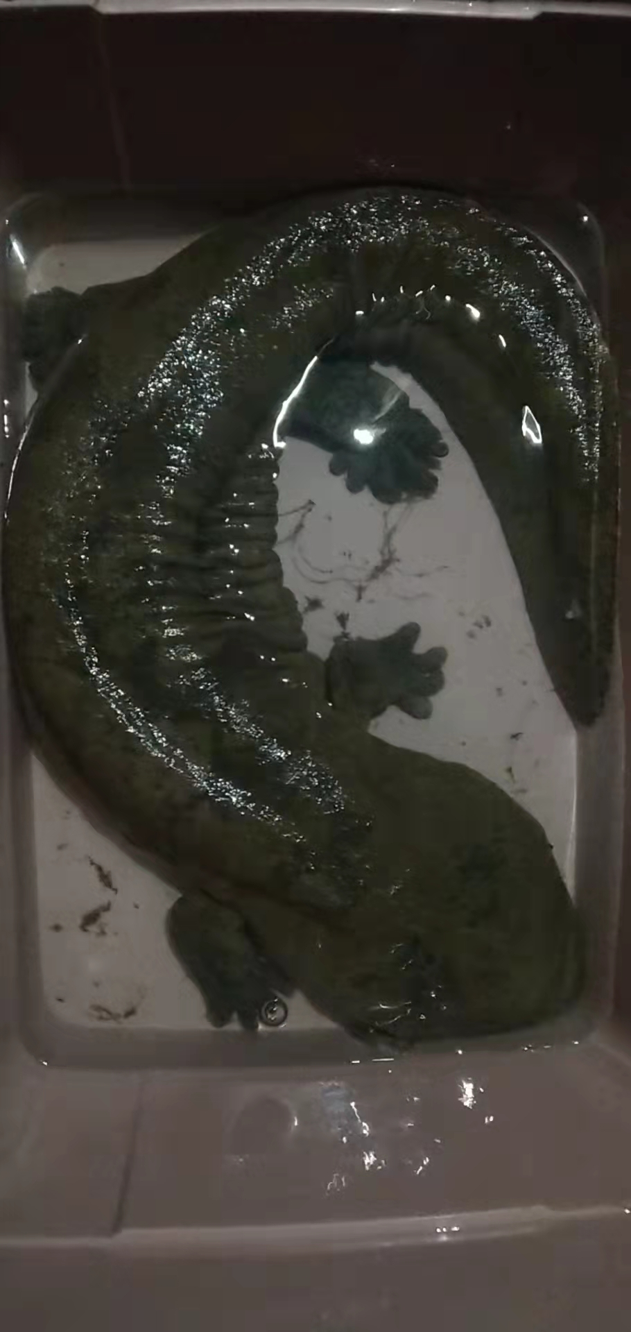 南阳再次发现娃娃鱼救助放生大自然