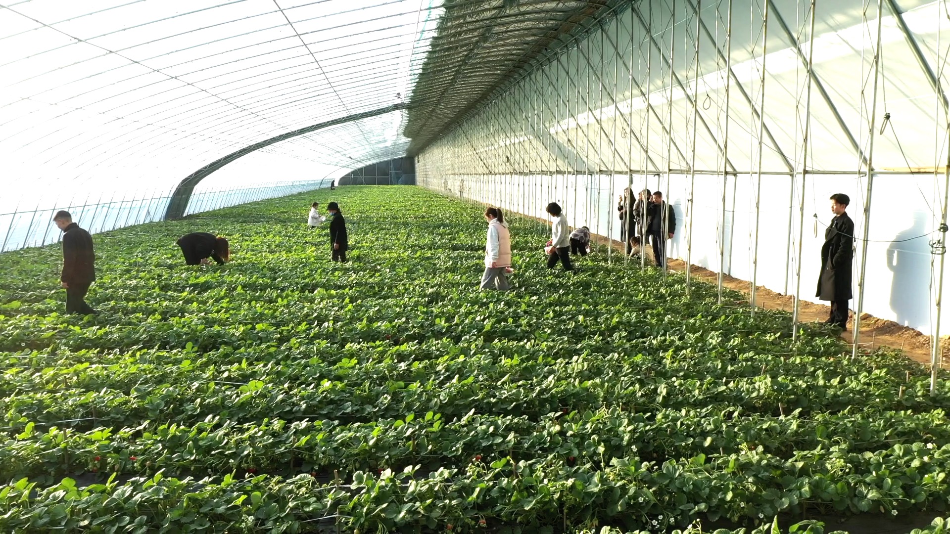 这两天气温骤降,但在安阳市滑县老庙乡黄庄村的草莓采摘园内却是花艳