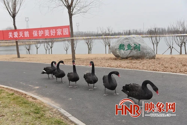 鹳鱼湖迎“稀客” 汝州首次发现黑天鹅栖息
