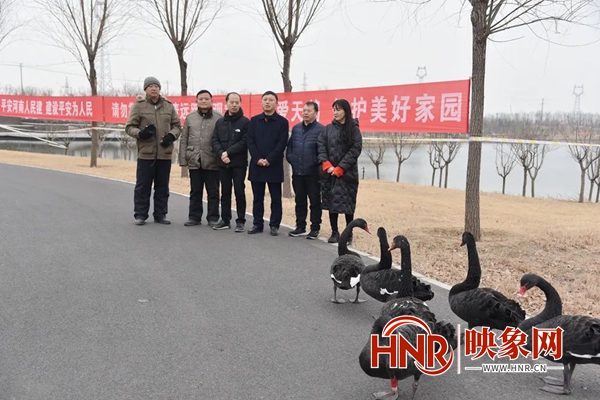 鹳鱼湖迎“稀客” 汝州首次发现黑天鹅栖息
