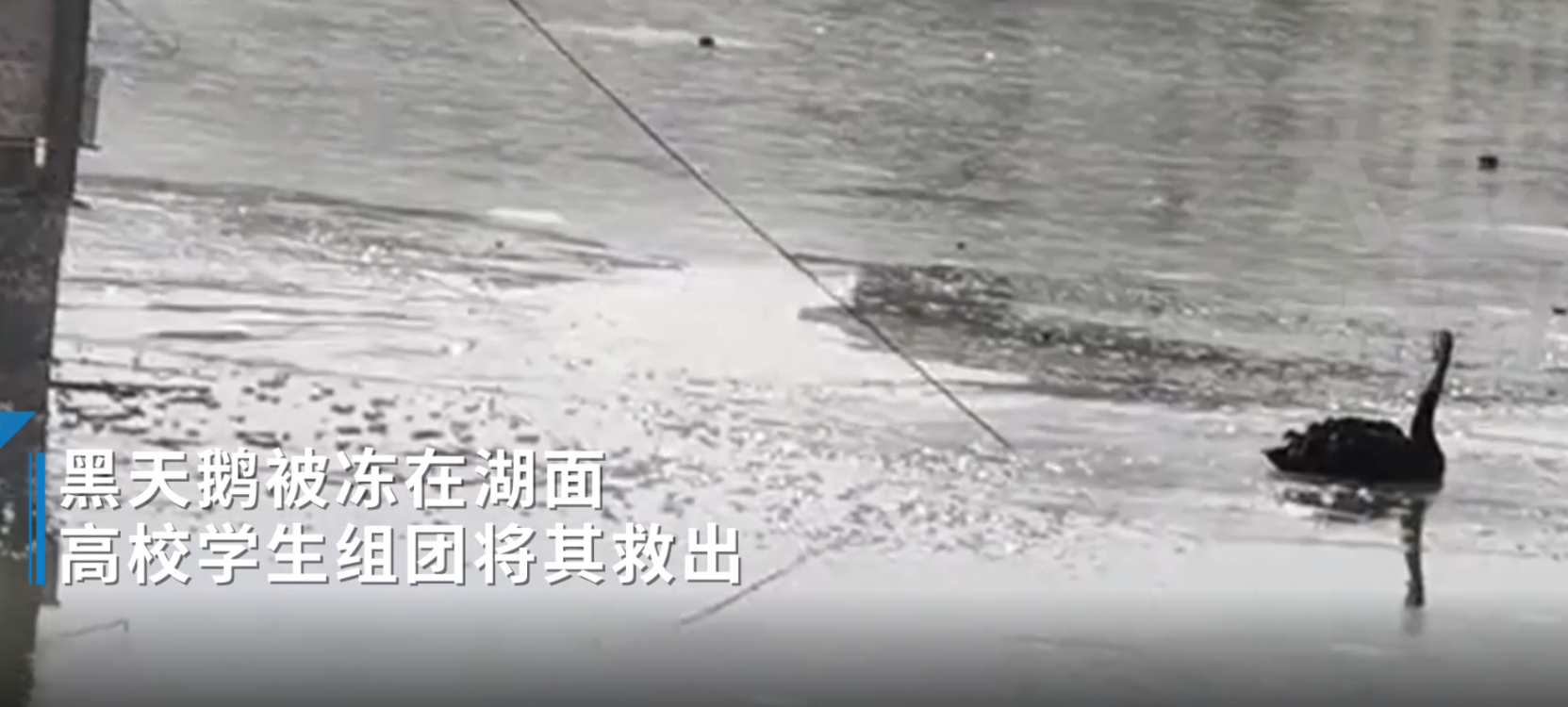 郑州学生组团救被冻冰面的黑天鹅：救出来大家都很高兴