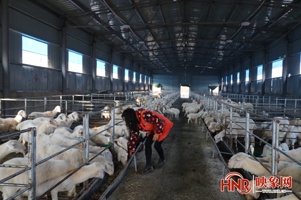 鲁山县山村夫妻专卖“小羊羔” 走出致富路