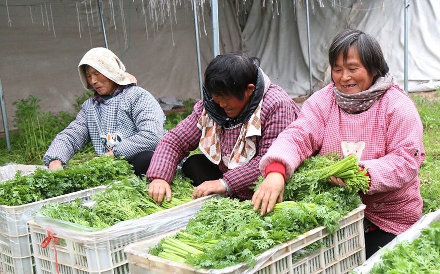 河南汝阳：绿色“菜篮子” 春节保供应