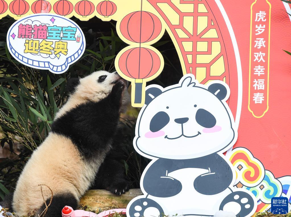 最“萌”新春祝福！20只半岁左右的熊猫宝宝集体亮相贺新春
