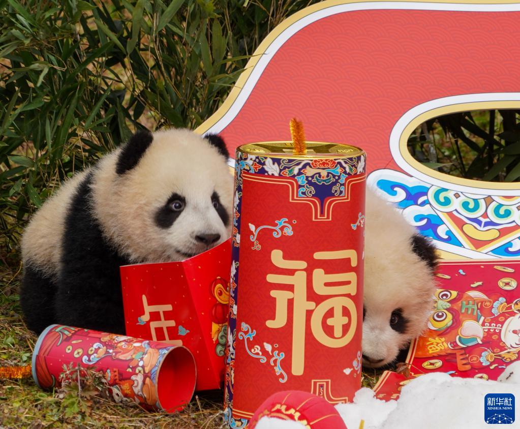 最“萌”新春祝福！20只半岁左右的熊猫宝宝集体亮相贺新春