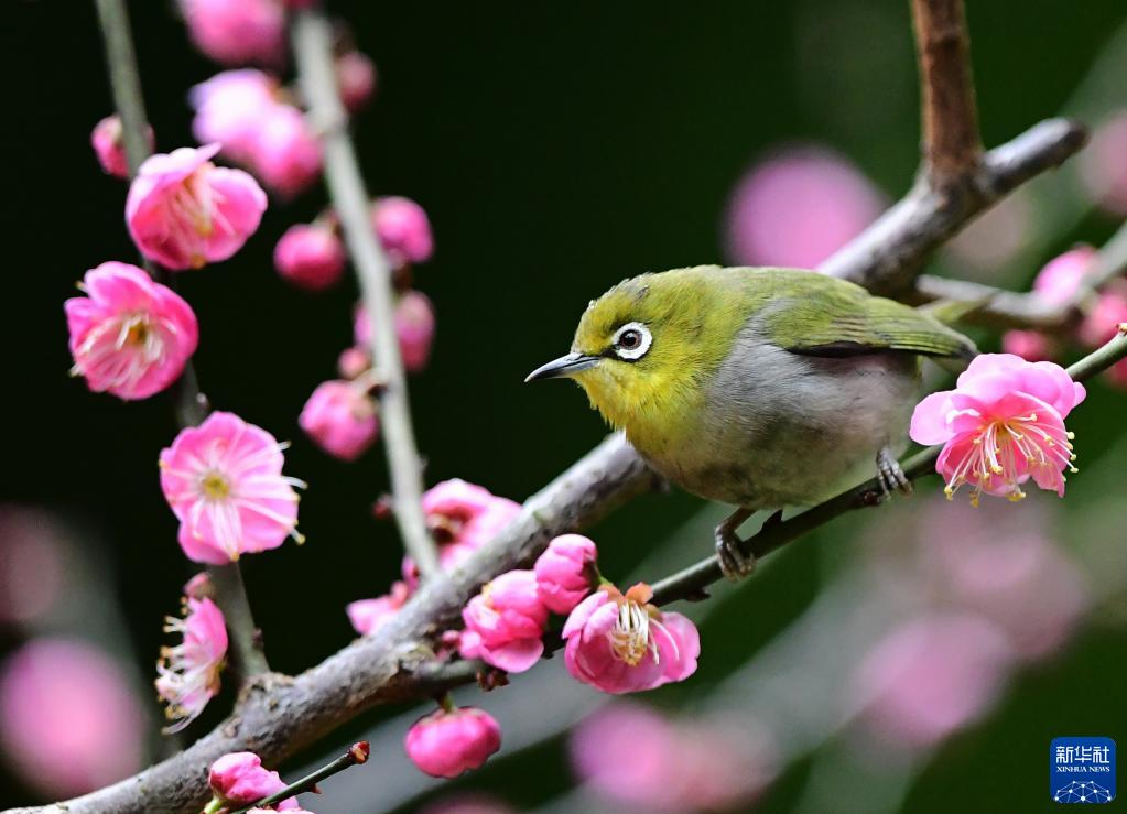 鸟语花香 青州宿根草花