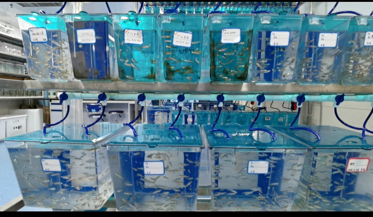 了不起的斑马鱼实验室