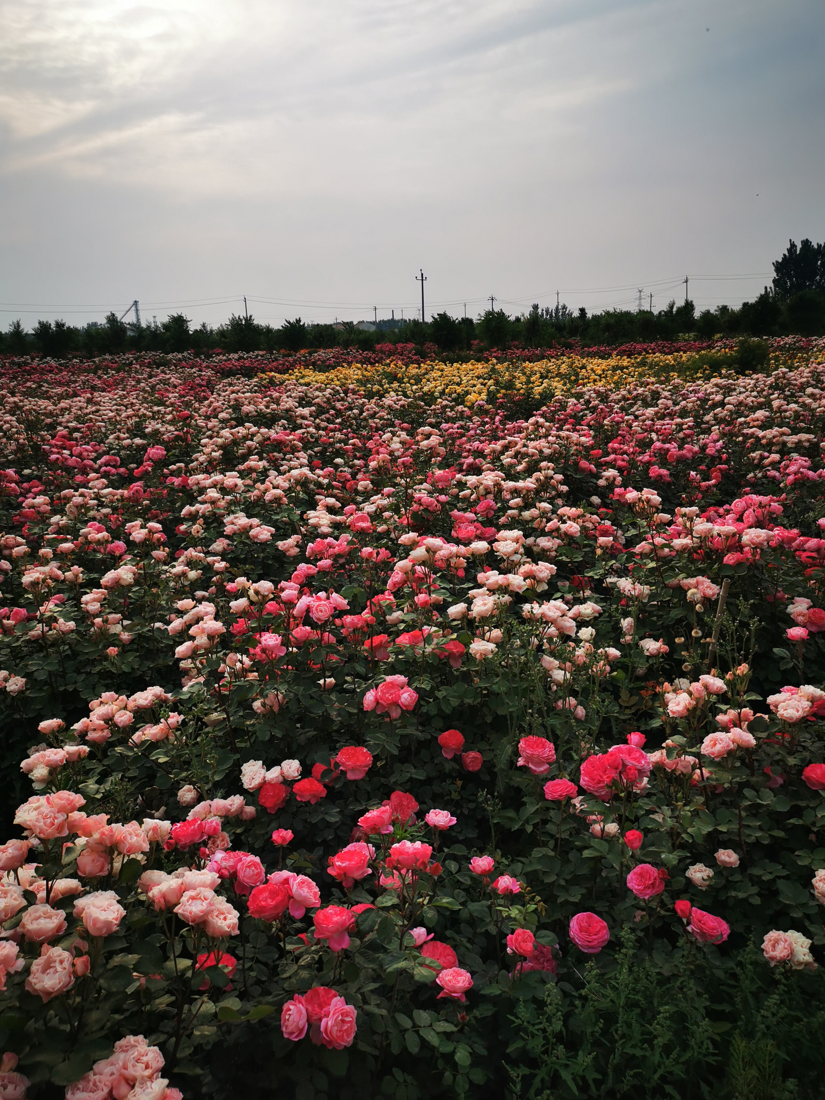 九三学社省直文化传媒支社走进获嘉县奇幻玫瑰庄园-大象网