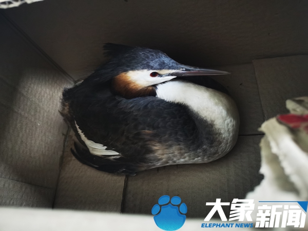 国家二级保护动物禽鸟凤头鸊鷉受伤郑州民警小心救援