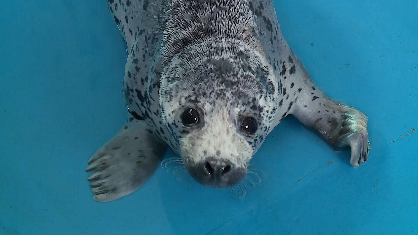 国际海豹日海豹家族再添一个芝麻大福烟台蓬莱区一人工繁育的斑海豹