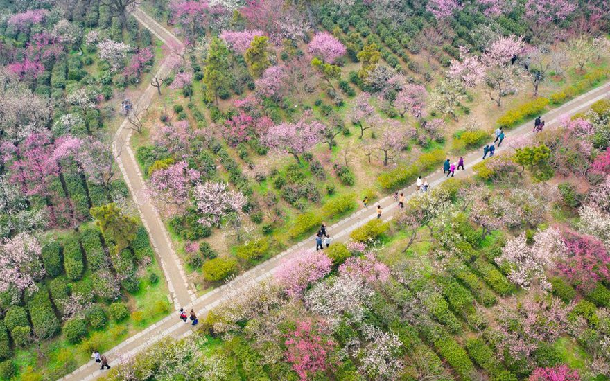 航拍南京梅花山 漫山花海春意浓