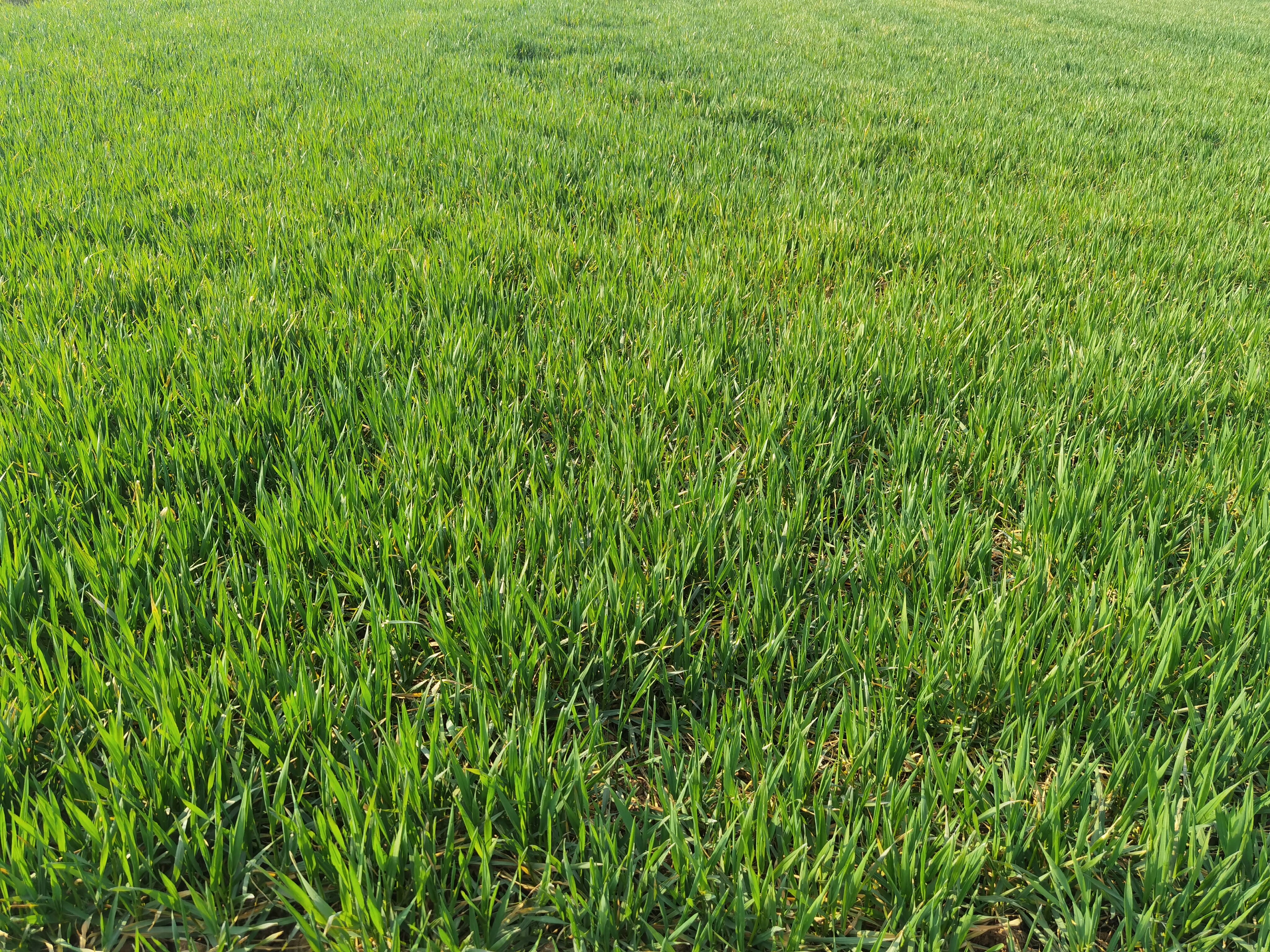 信阳市平桥区长台关乡扎实做好冬小麦春季田间管理