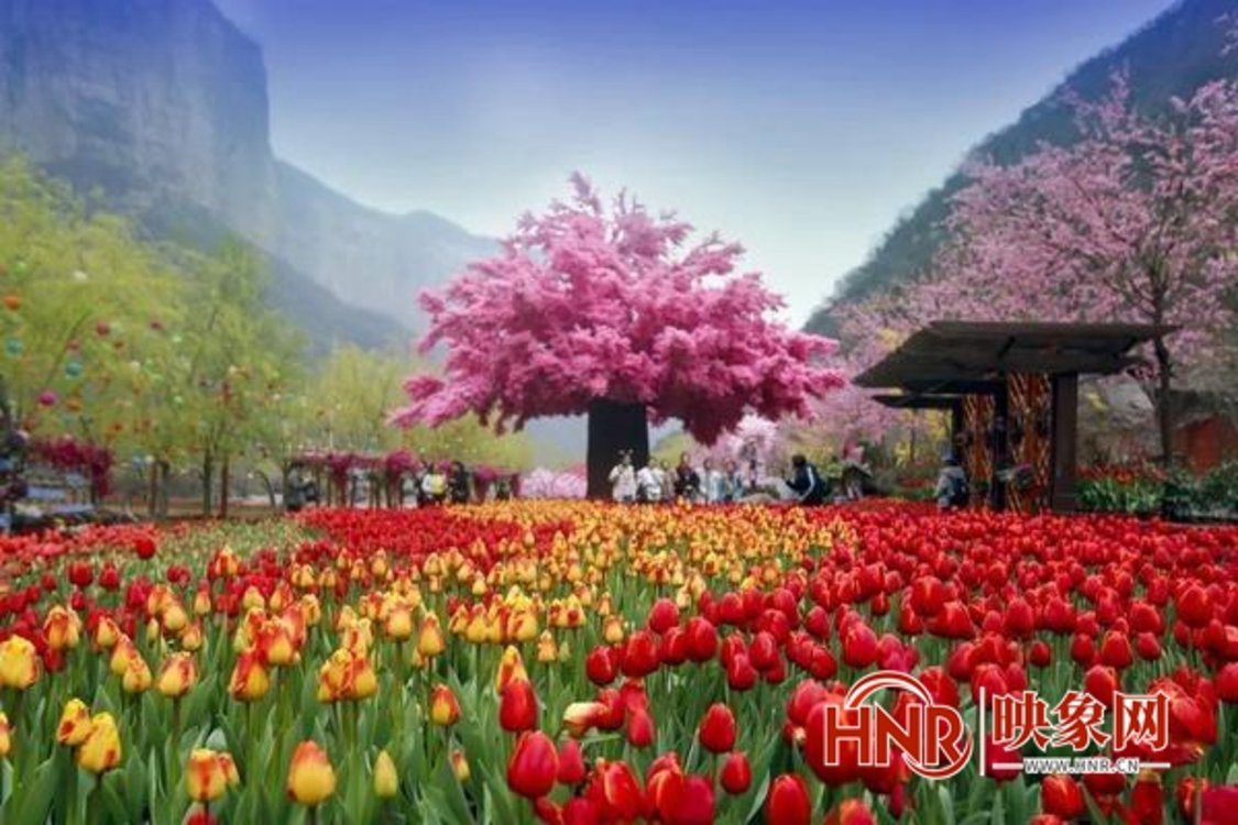 新乡宝泉郁金香踏青赏花节3月5日开幕