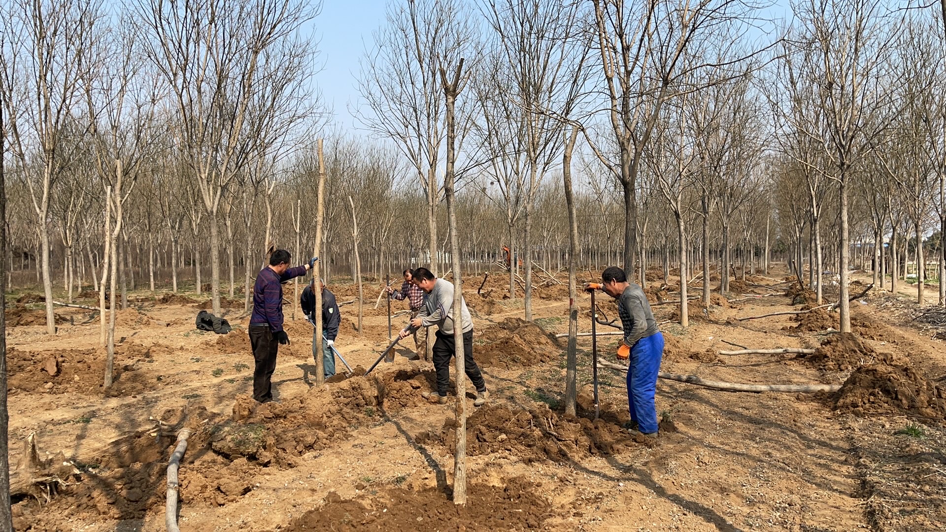 济源人工造林突出做好早实精三篇文章科学推动国土绿化
