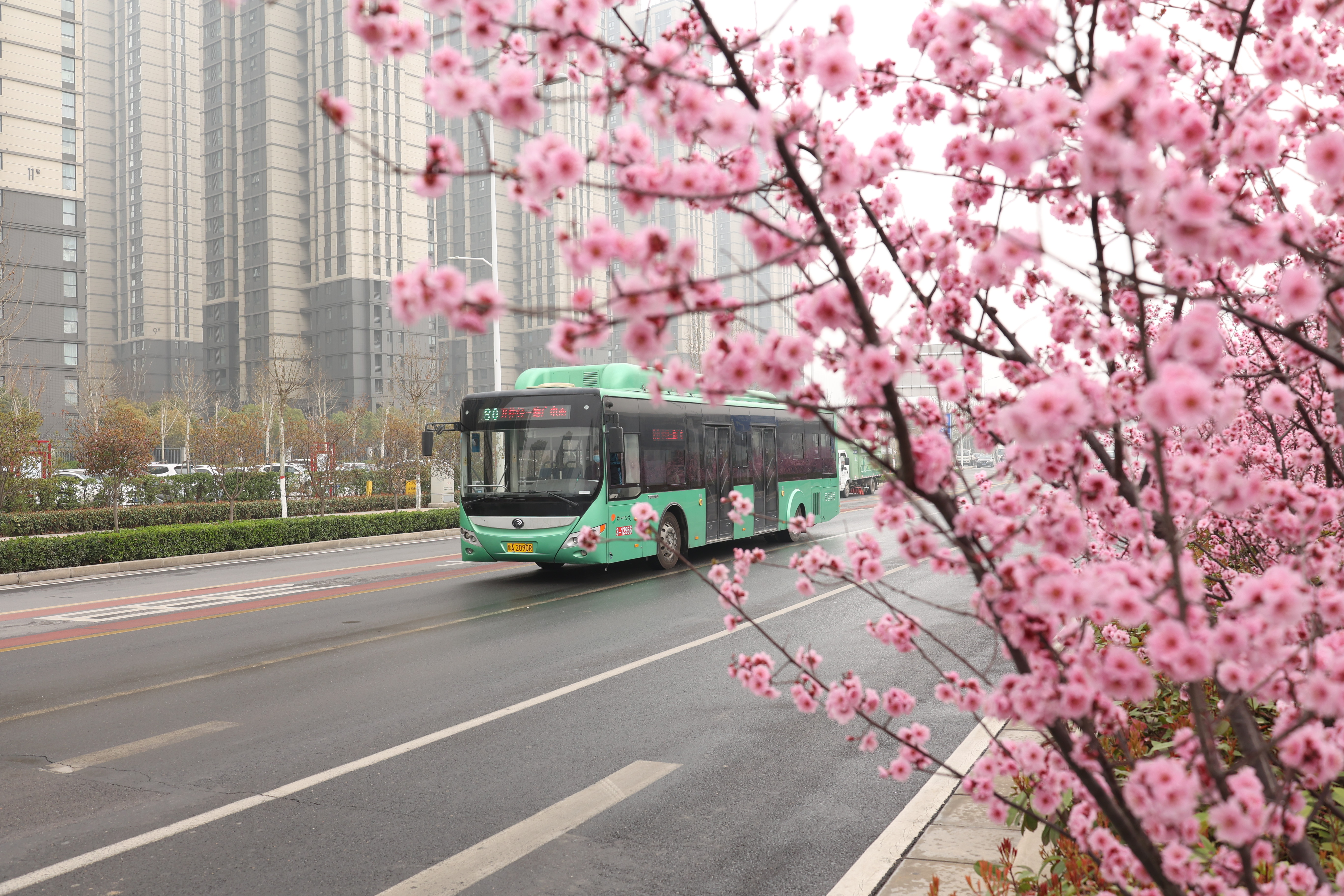 走！乘着公交在郑州街头邂逅一路春景