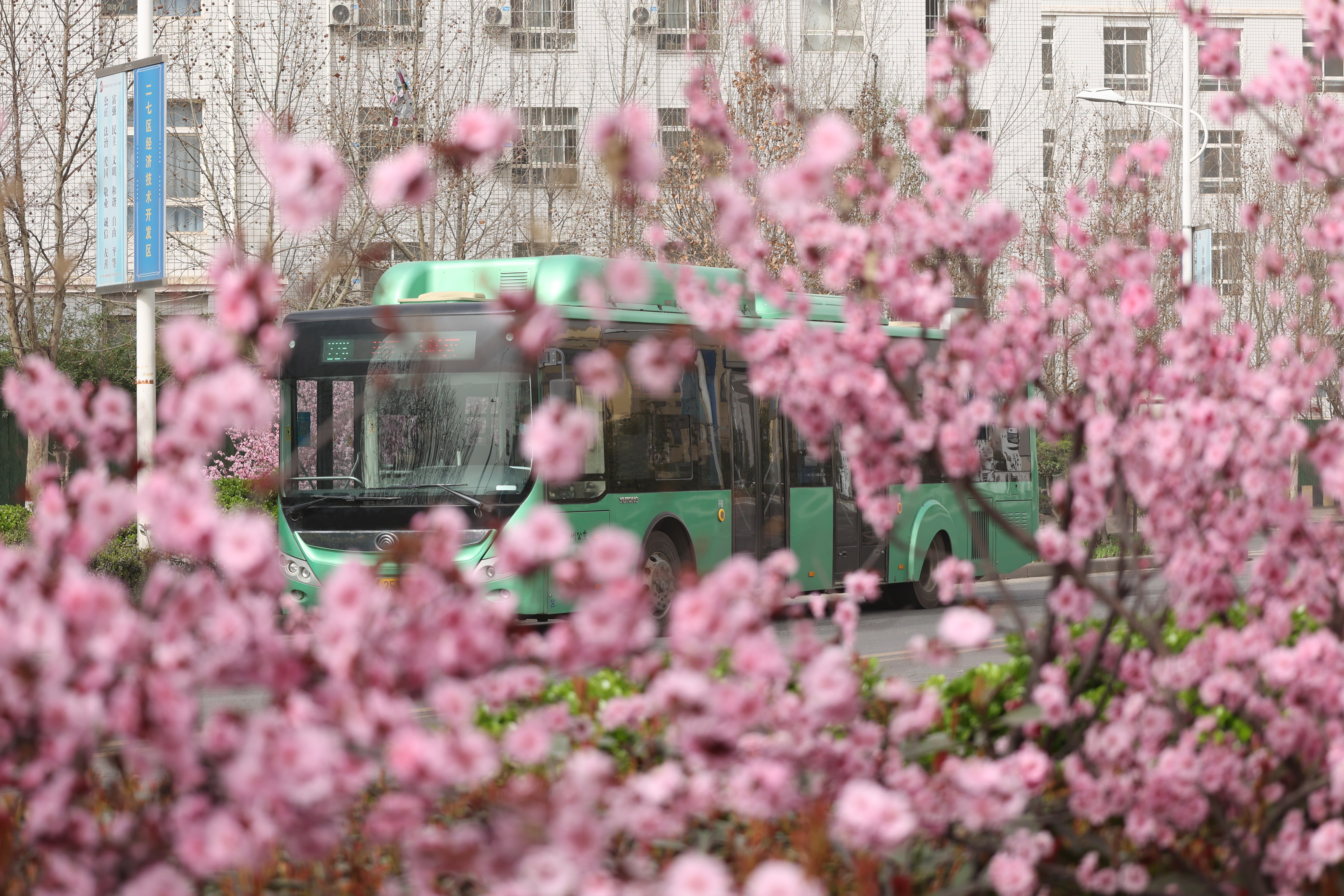 走！乘着公交在郑州街头邂逅一路春景