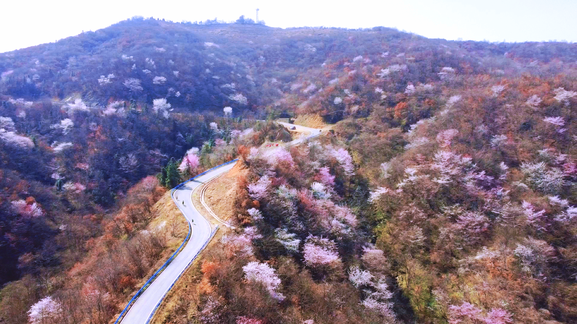 光山县万亩野樱竞绽放王母观下等你来