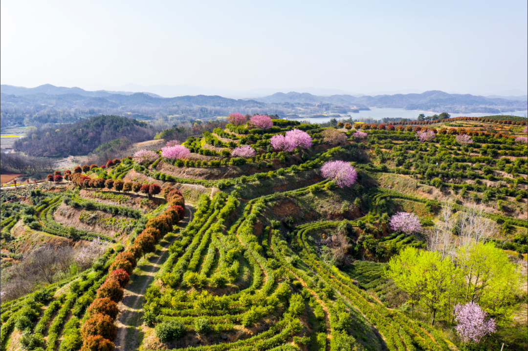 光山县凉亭乡满目皆绿色春茶开采忙