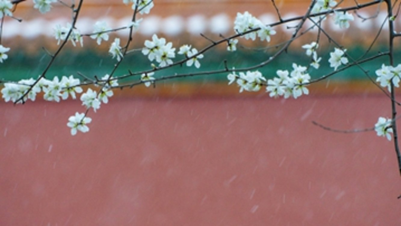 北京三月迎降雪 雪花纷飞飘飘洒洒