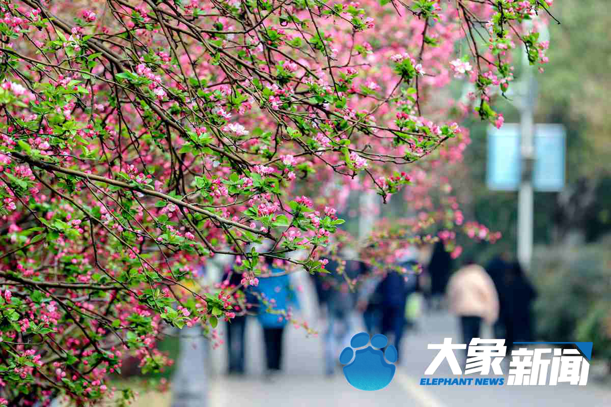 图集 | 郑州：海棠花开竞争春