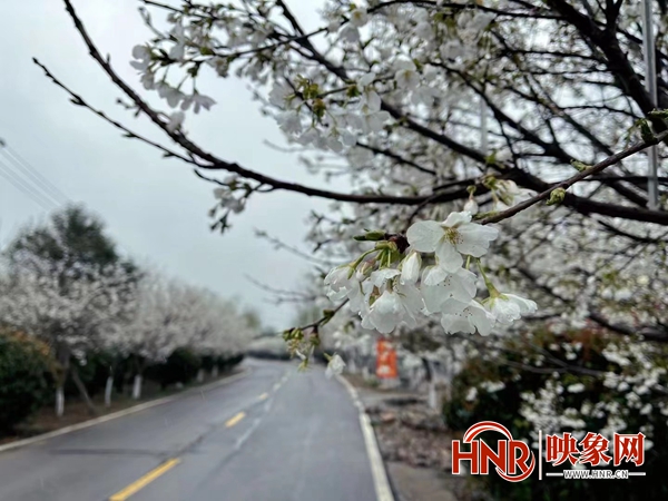 宝丰县肖旗乡提升人居环境 打造别样赏花体验