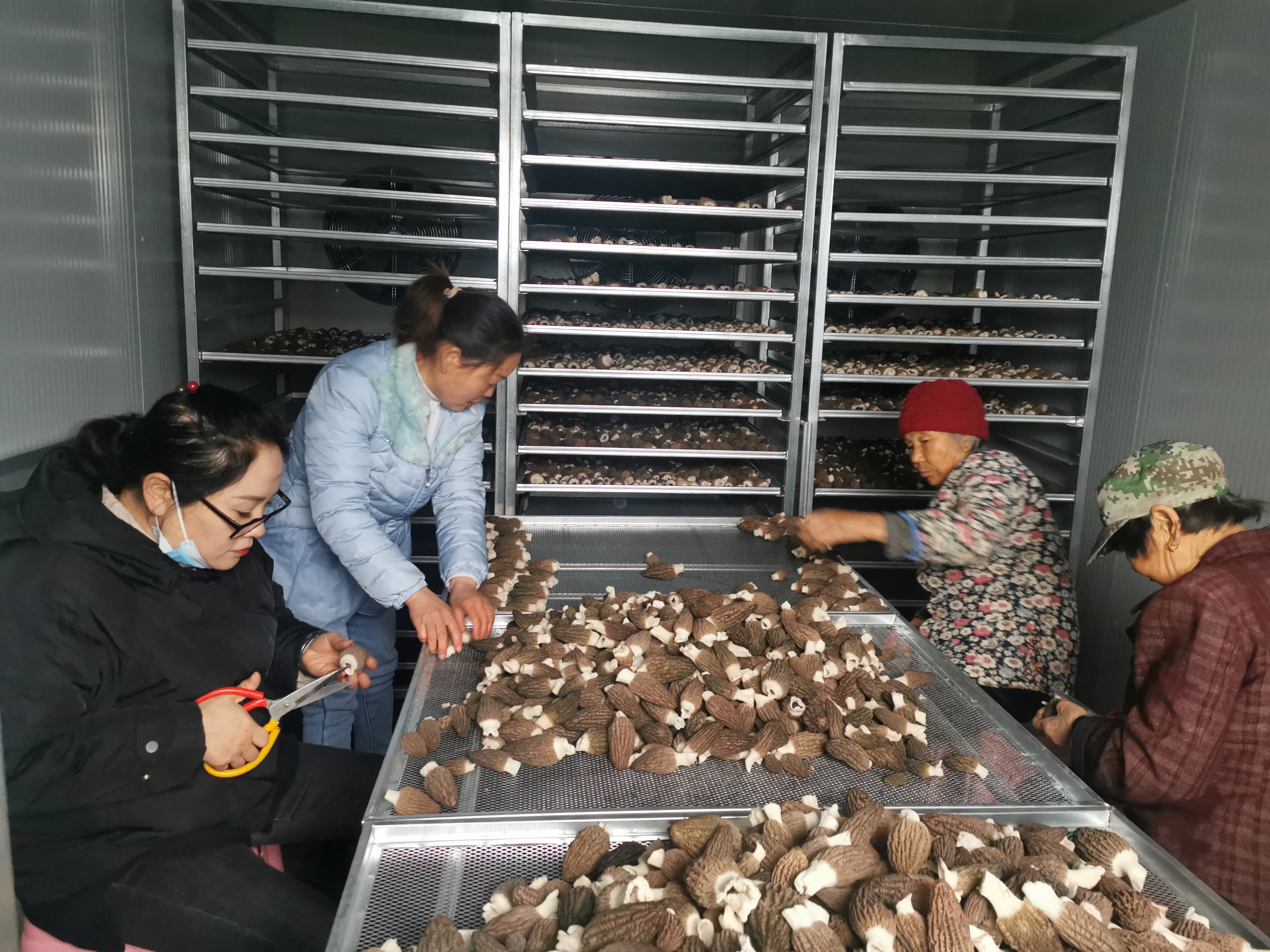 汝州种植羊肚菌拓宽产业振兴路