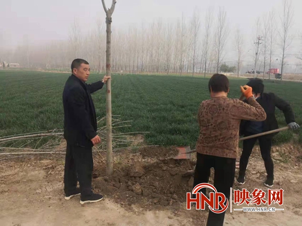 平舆县射桥镇：完成植树12000棵 初显“绿起来”成效