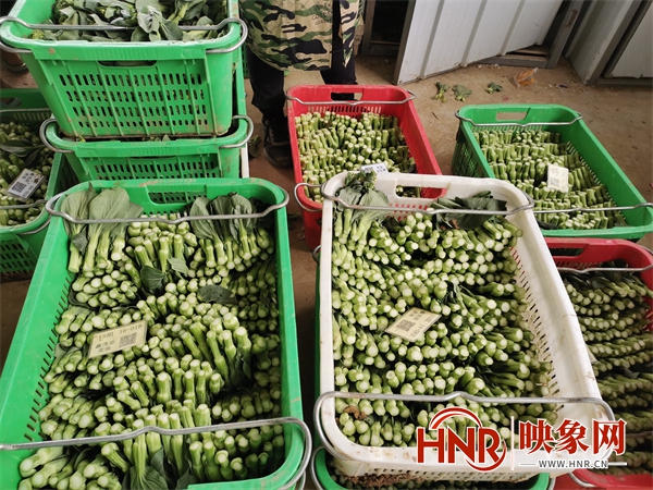 唐河县：供港蔬菜小产业 引领乡村大发展