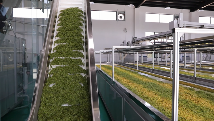 信阳毛尖智能化生产线正式投入使用   顾萧   摄信阳当地某茶叶公司