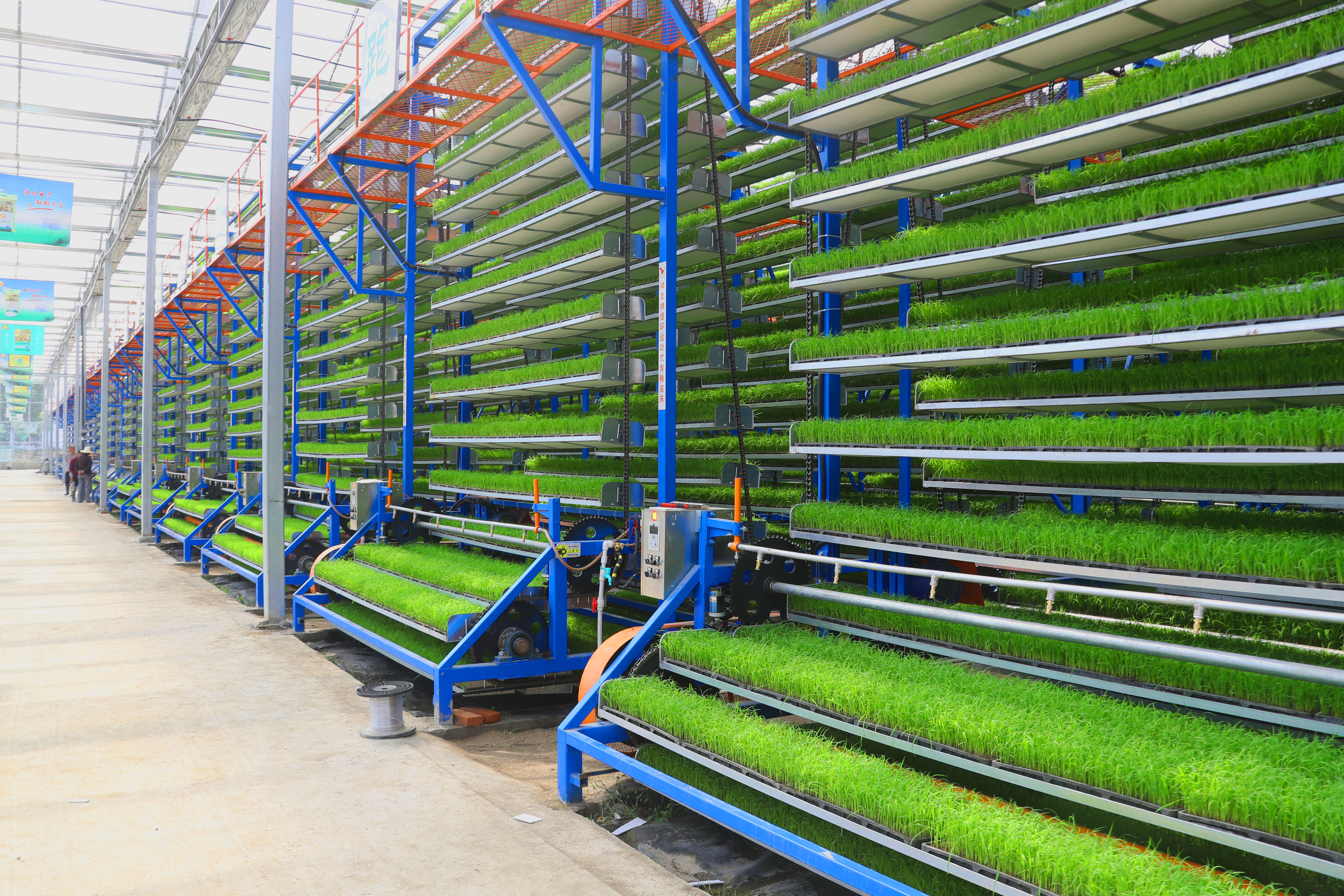 15000光山县智能化育秧落地生根