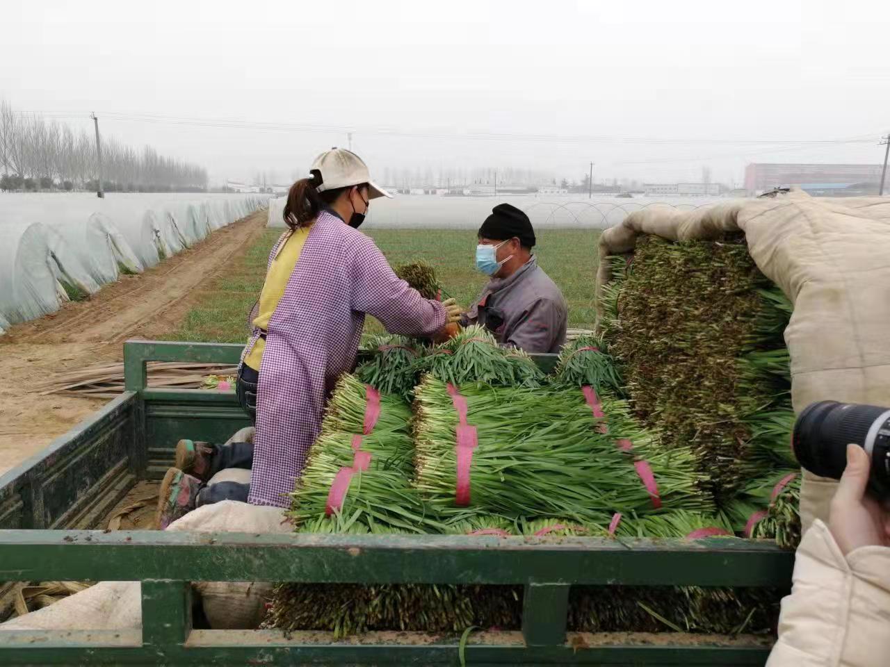 孟州市全力保障疫情防控期间农产品运输渠道畅通