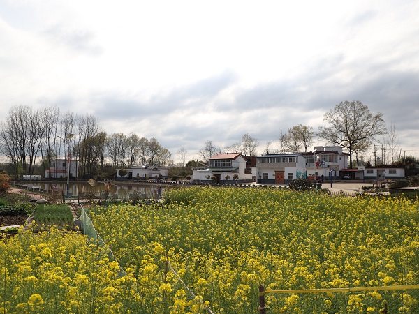 固始县张老埠乡三月桥头村色美