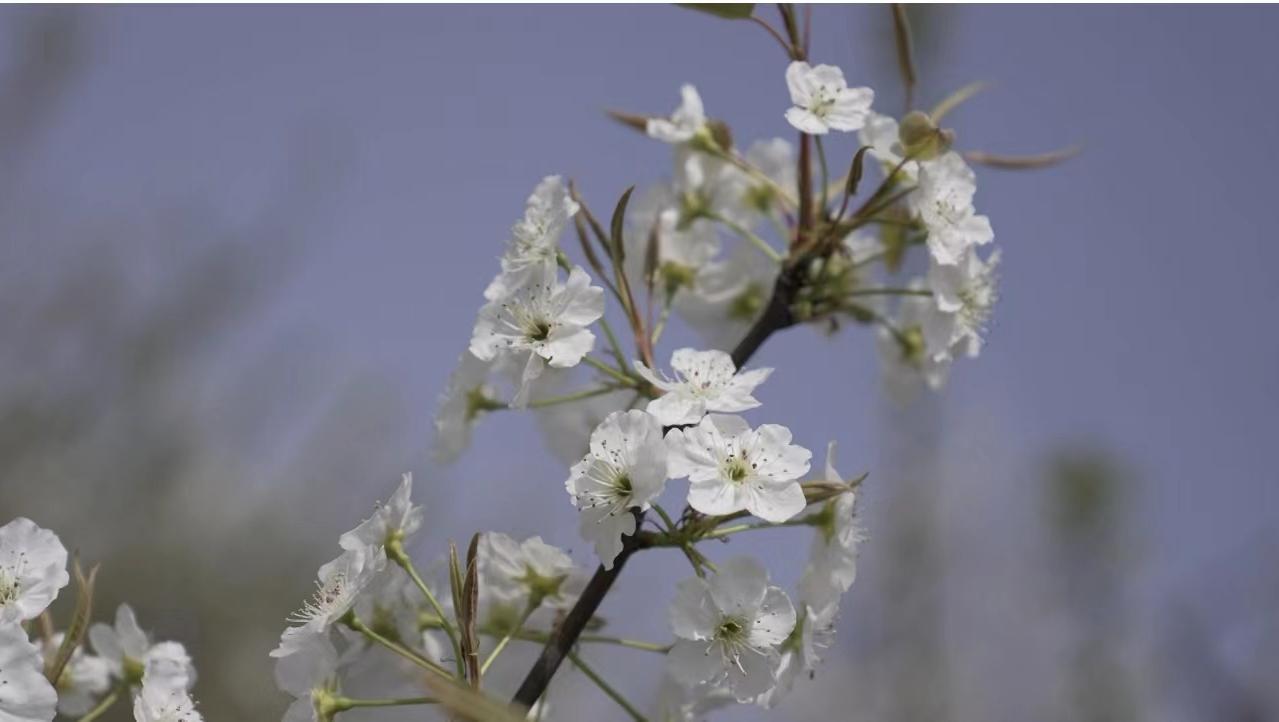 鲁山董周乡10万亩梨花盛开美如画