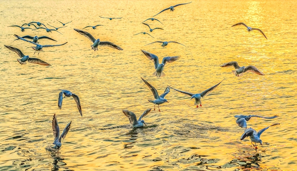洛阳嵩县陆浑湖国家湿地公园：鸟类“小精灵”种类繁多