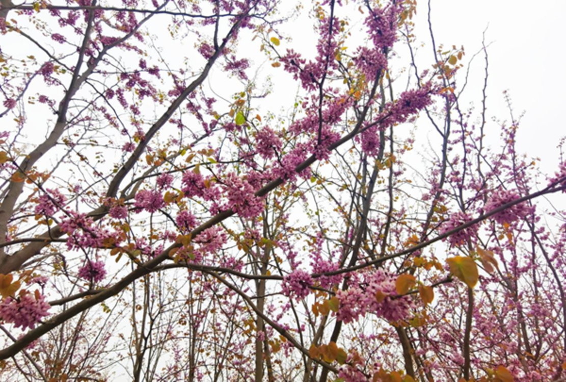 长葛市坡胡镇：紫荆花开满枝红 村庄“蝶变”展新颜