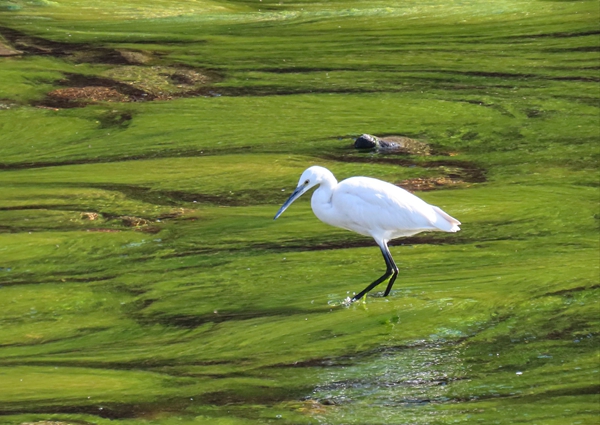 洛阳嵩县陆浑湖国家湿地公园：鸟类“小精灵”种类繁多
