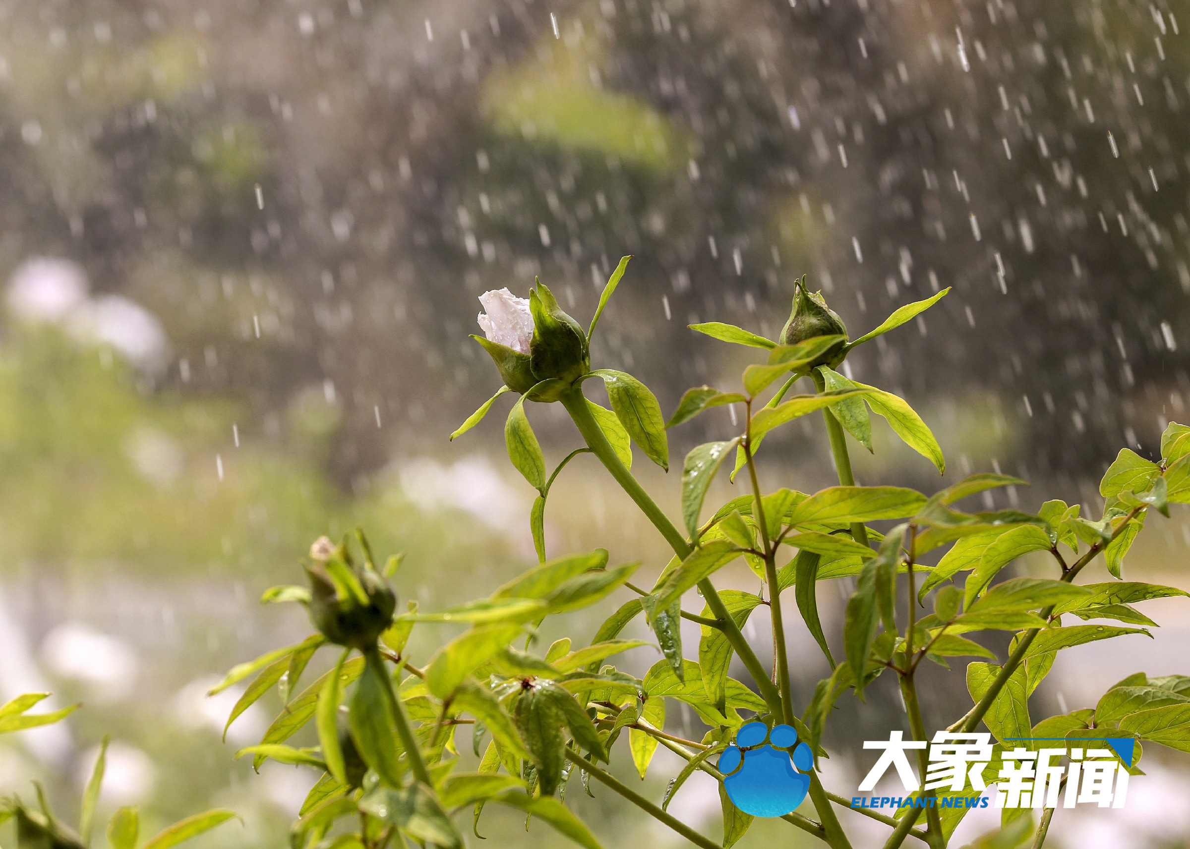 来赏牡丹了！郑州市植物园内牡丹花竞相开放 