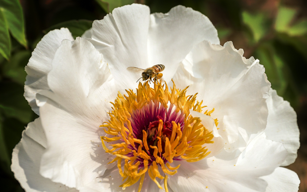 图集丨绝色牡丹与您相约周末