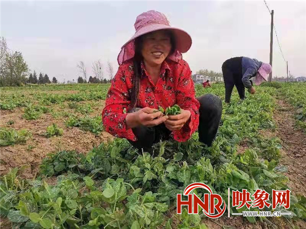 唐河县：新型农民采摘忙 乡村振兴生活美