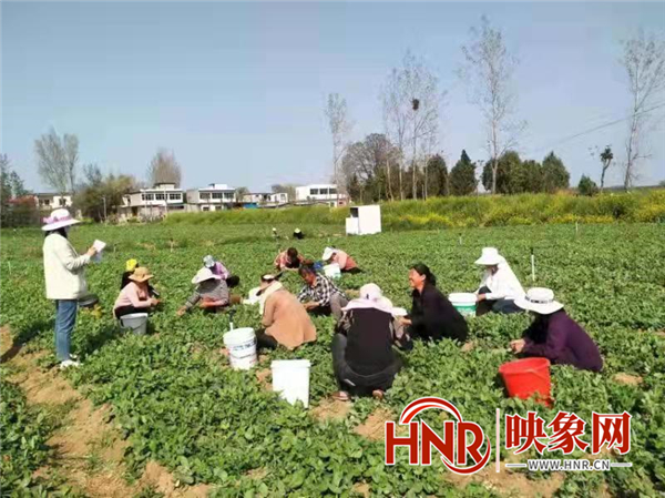 唐河县：新型农民采摘忙 乡村振兴生活美