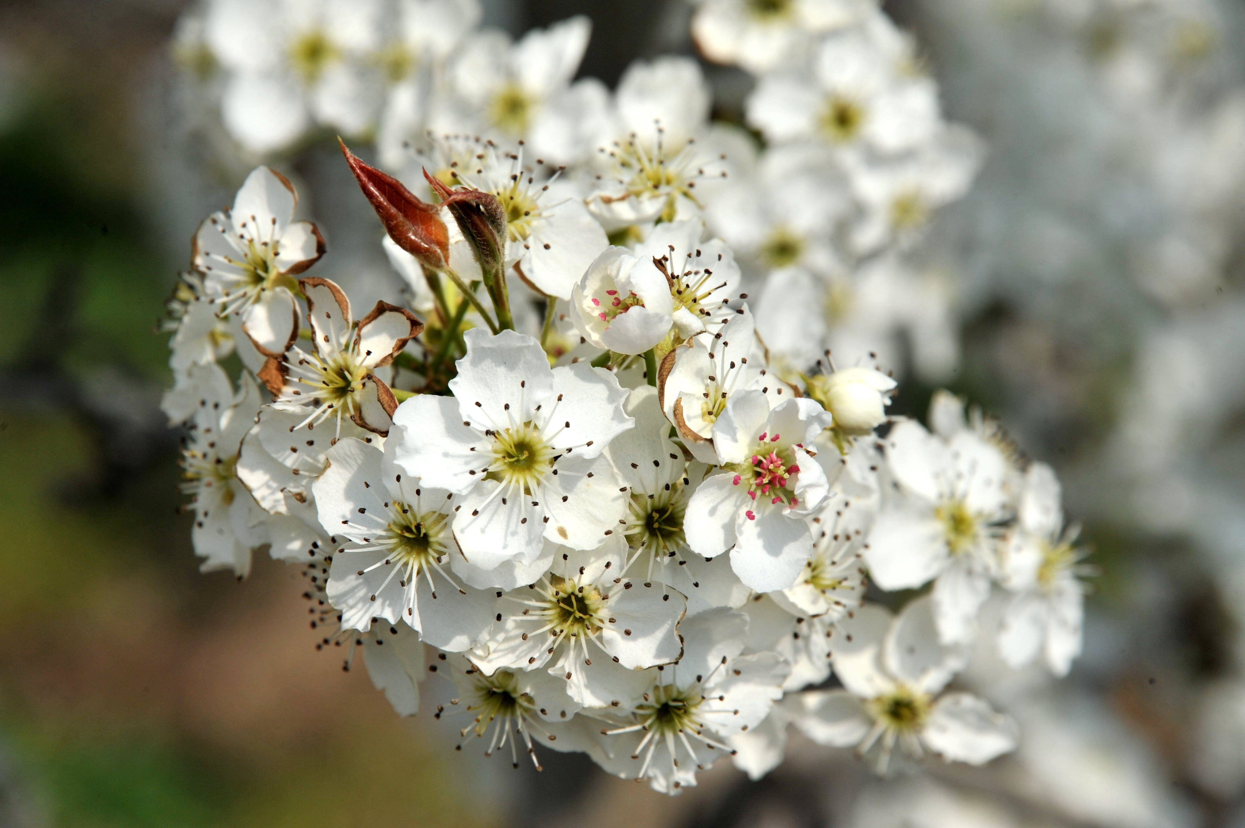 夏邑县郭店镇:千亩桃梨齐绽放 乡村振兴富农民-大象网