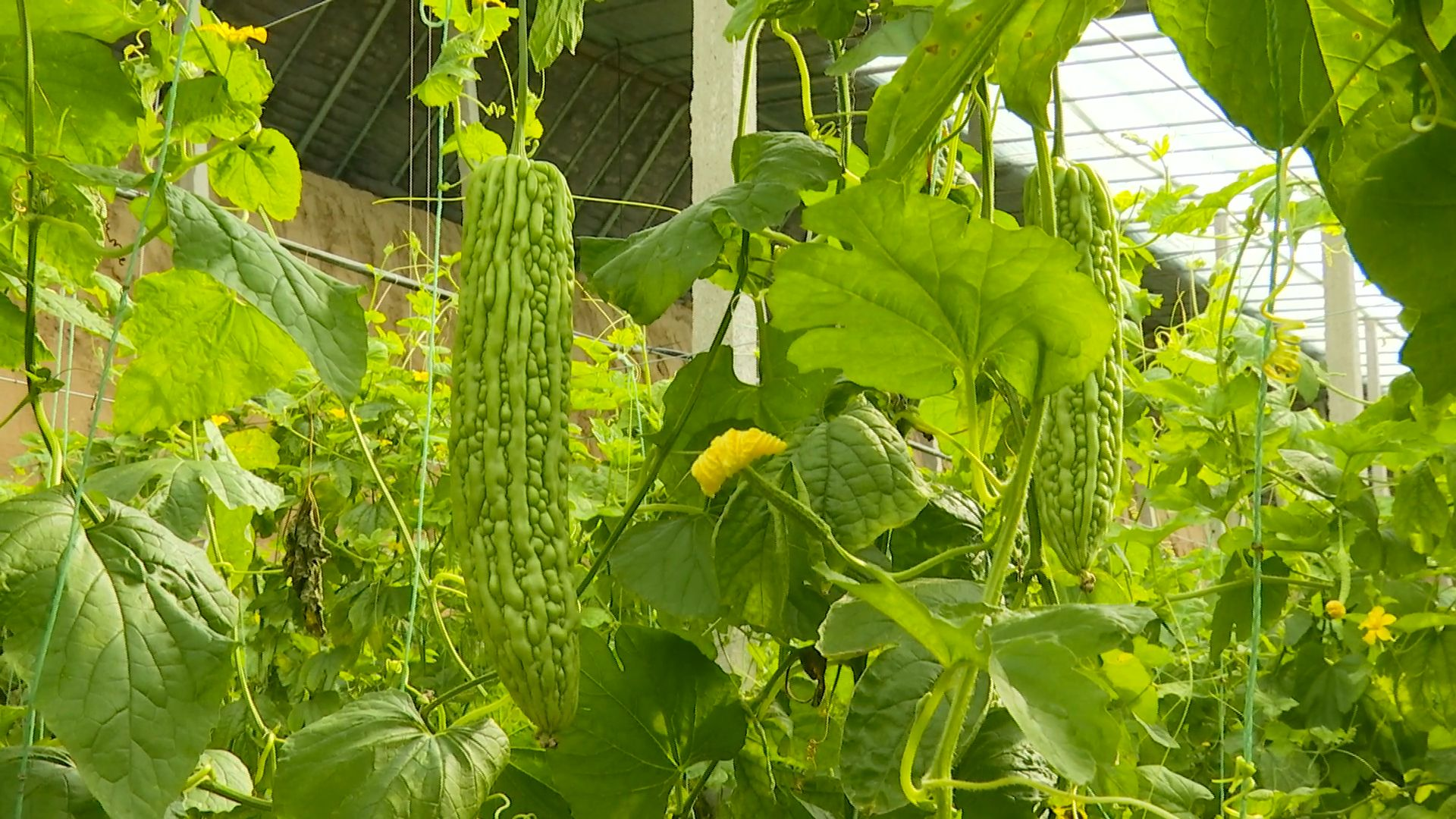 安阳内黄小苦瓜带来甜日子