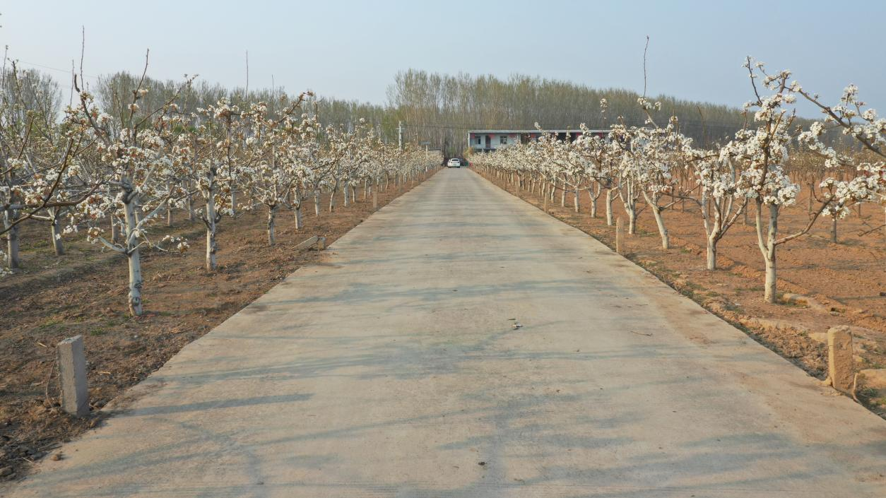 南乐县韩张镇400余亩梨花竟相开放