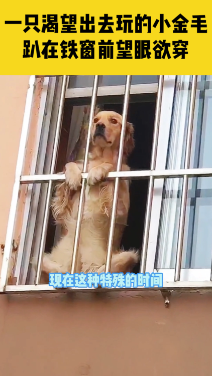 一只渴望出去玩的小金毛趴在铁窗前望眼欲穿