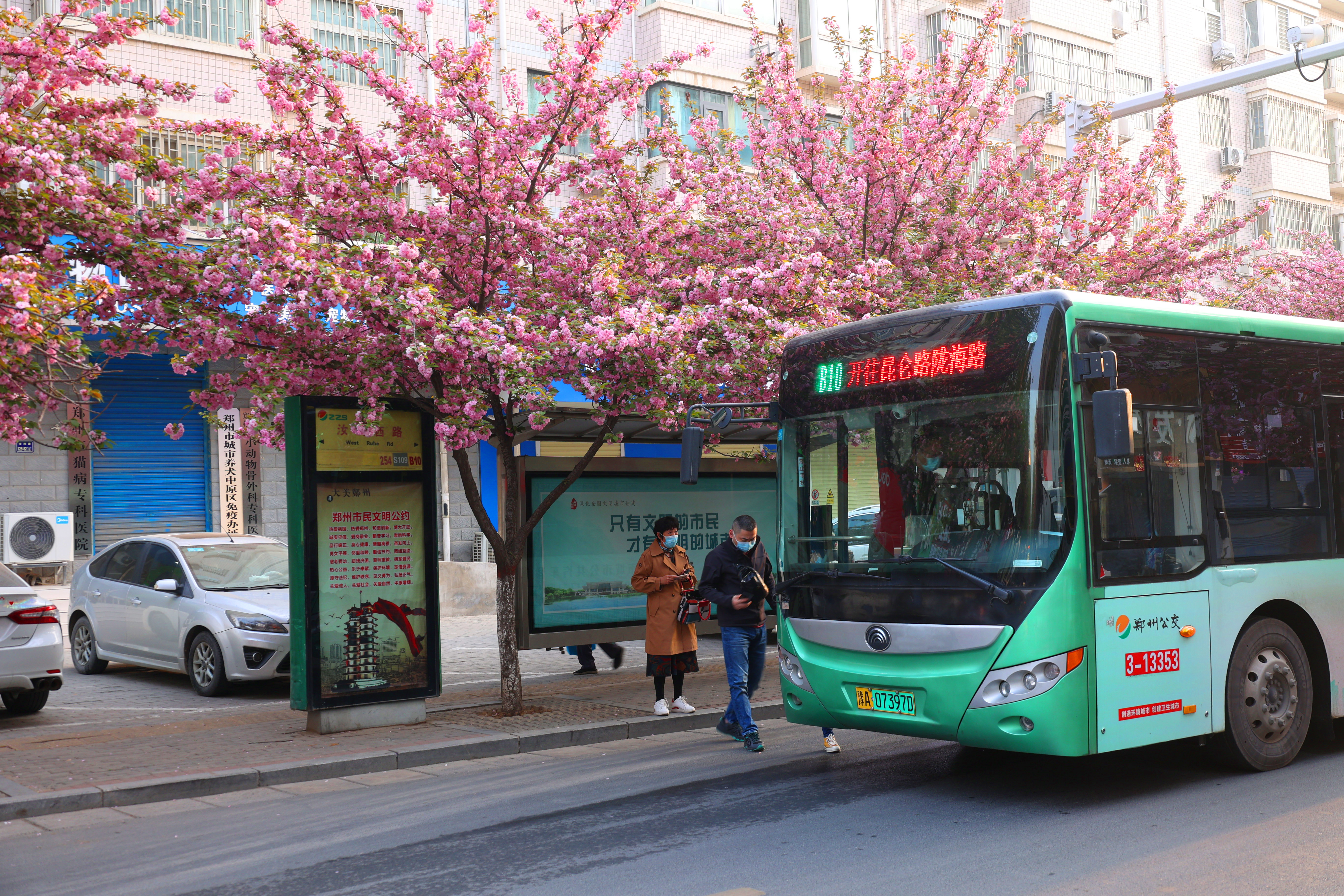 樱花烂漫掩映绿城“最美公交车站” 乘客：可以边候车边赏花了