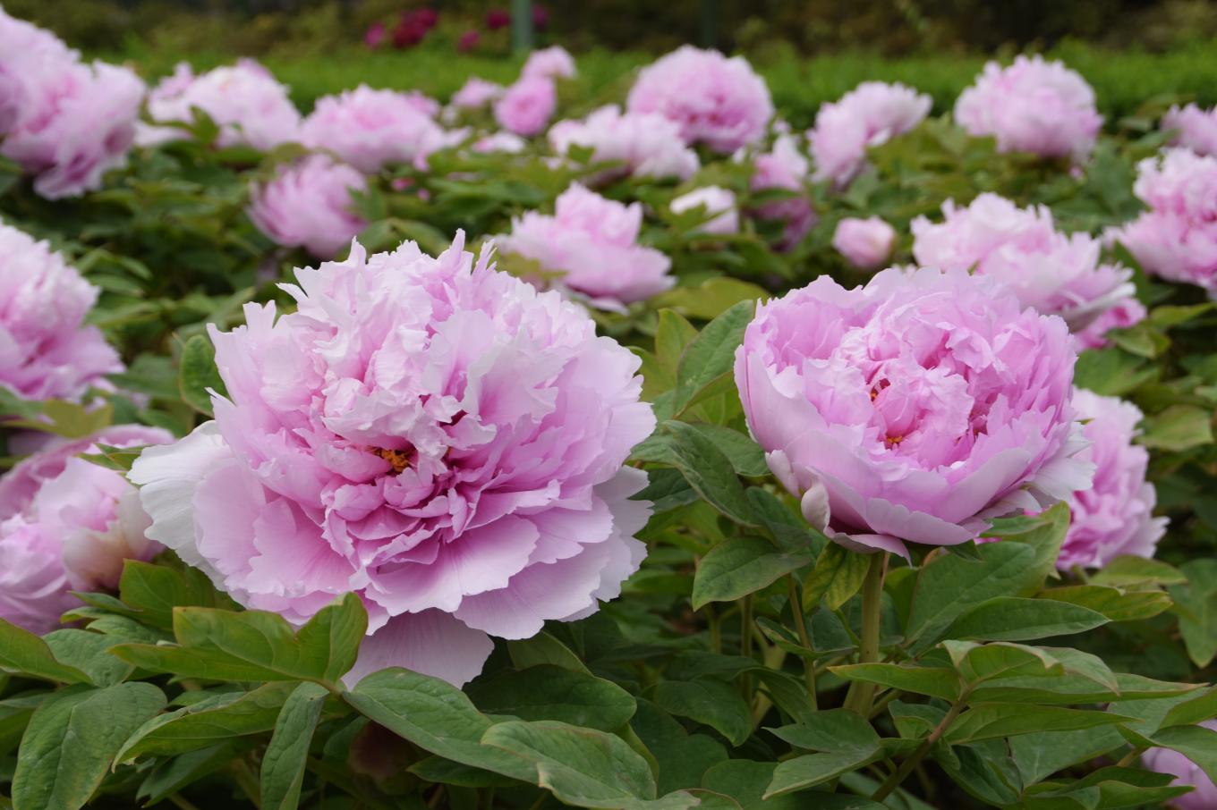 洛阳牡丹花情速递五早花品种进入盛花期目前观赏效果最佳