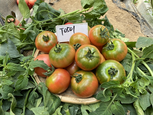 航天员同款草莓西红柿郑州也有 有商户一天卖2吨 是“小时候的味道”