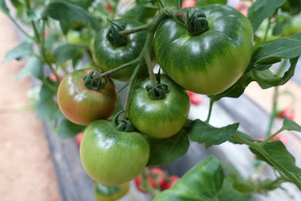 航天员同款草莓西红柿郑州也有 有商户一天卖2吨 是“小时候的味道”